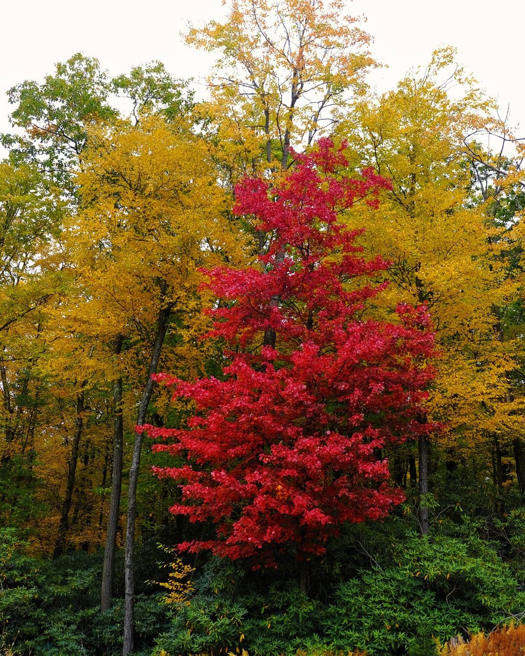 A red tree.