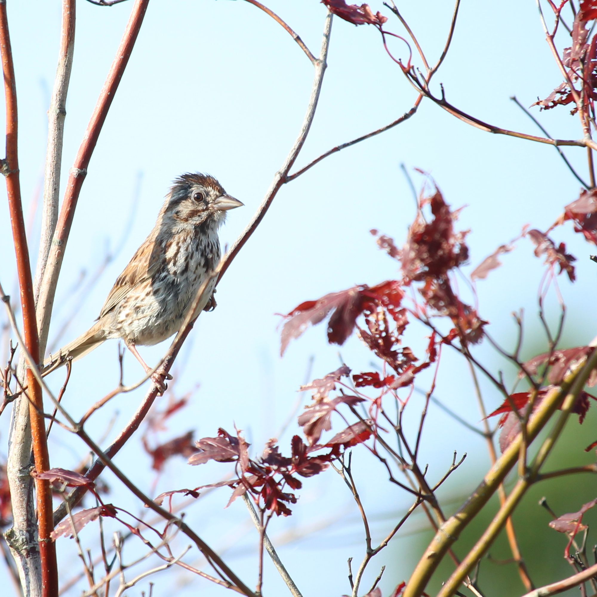 Spiky feathered bird