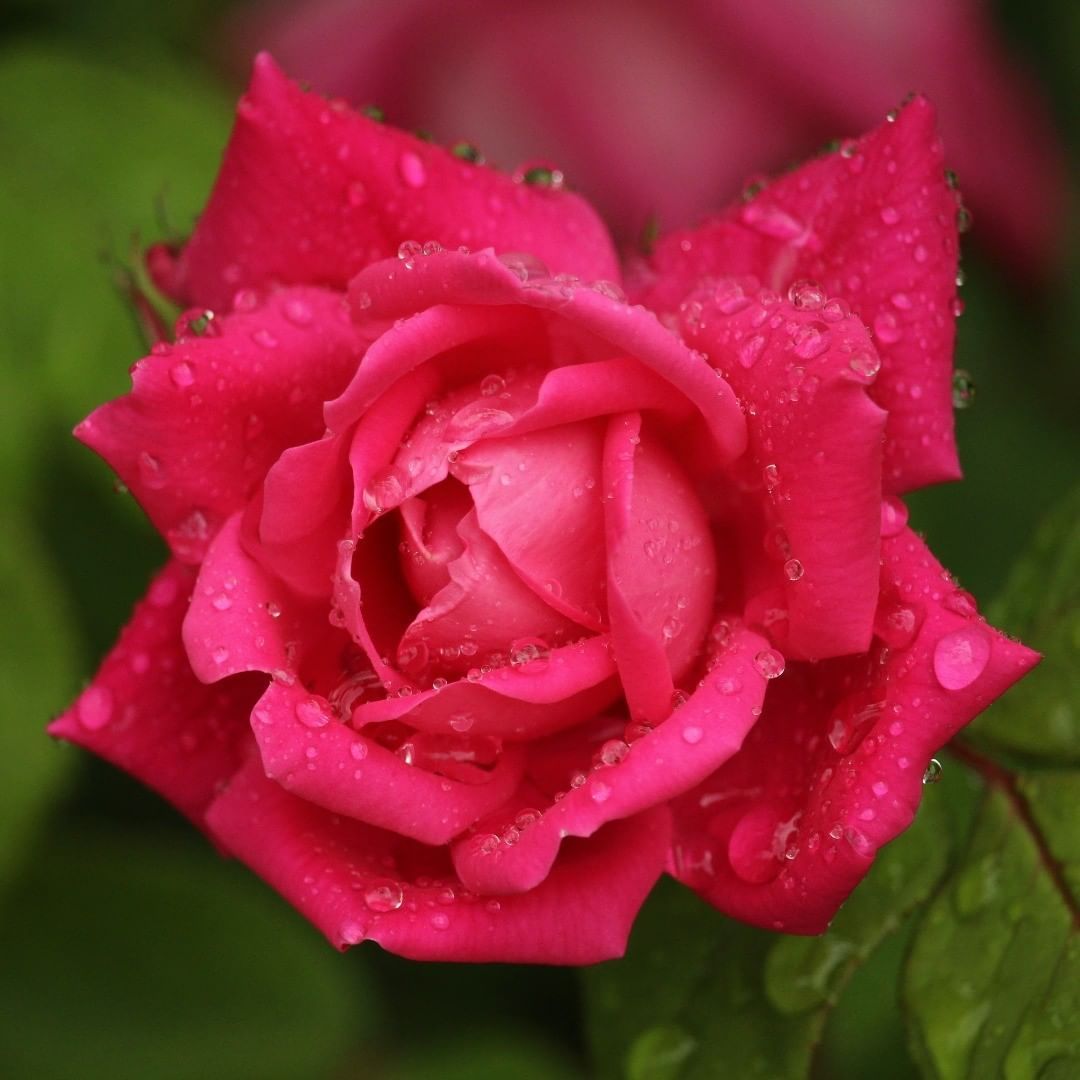 Rose in the rain