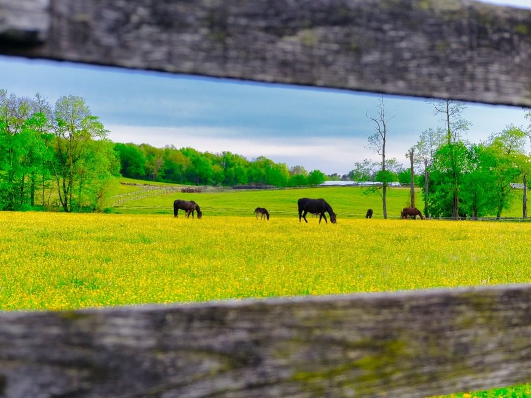 Horses behind the fence