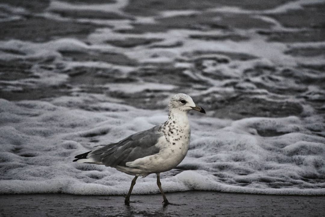 A walk on the beach