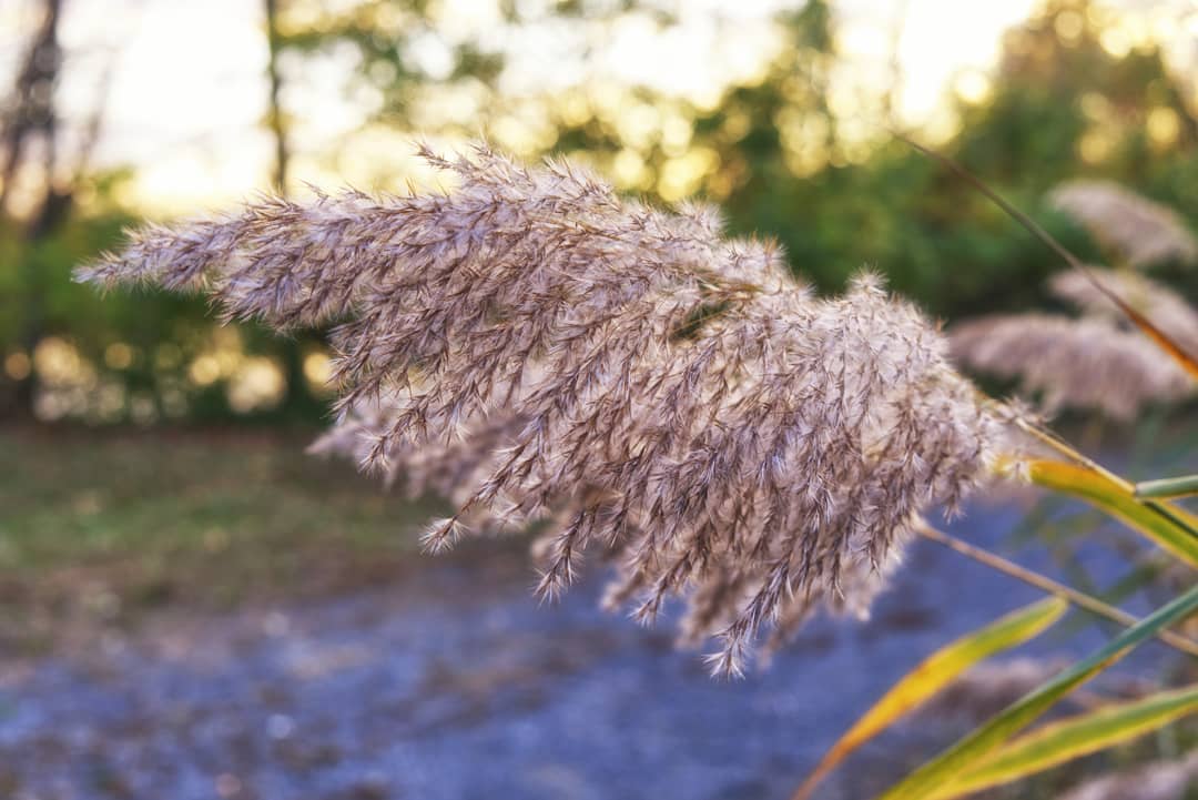 A spikelet during sunset