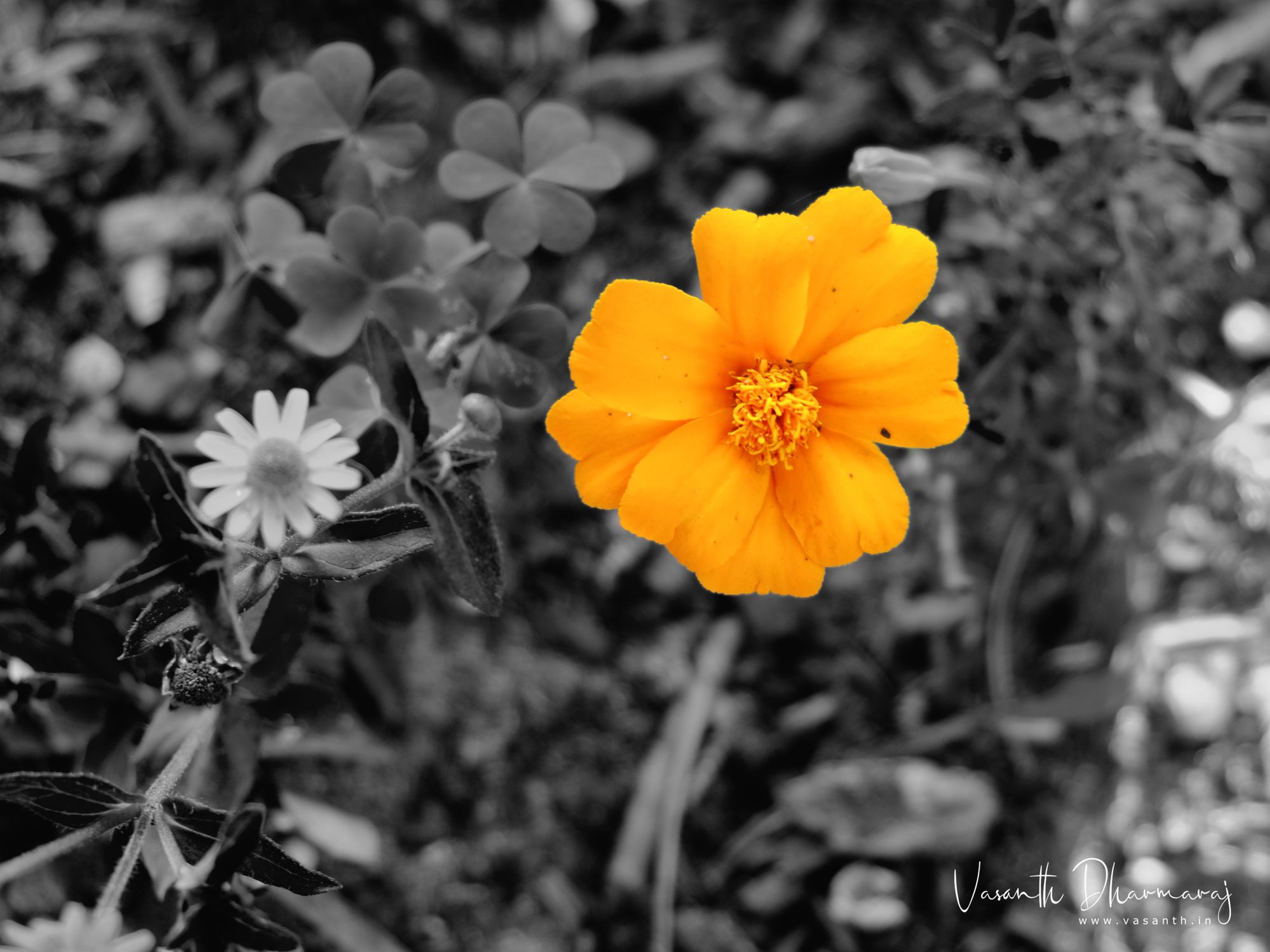 Yellow flower