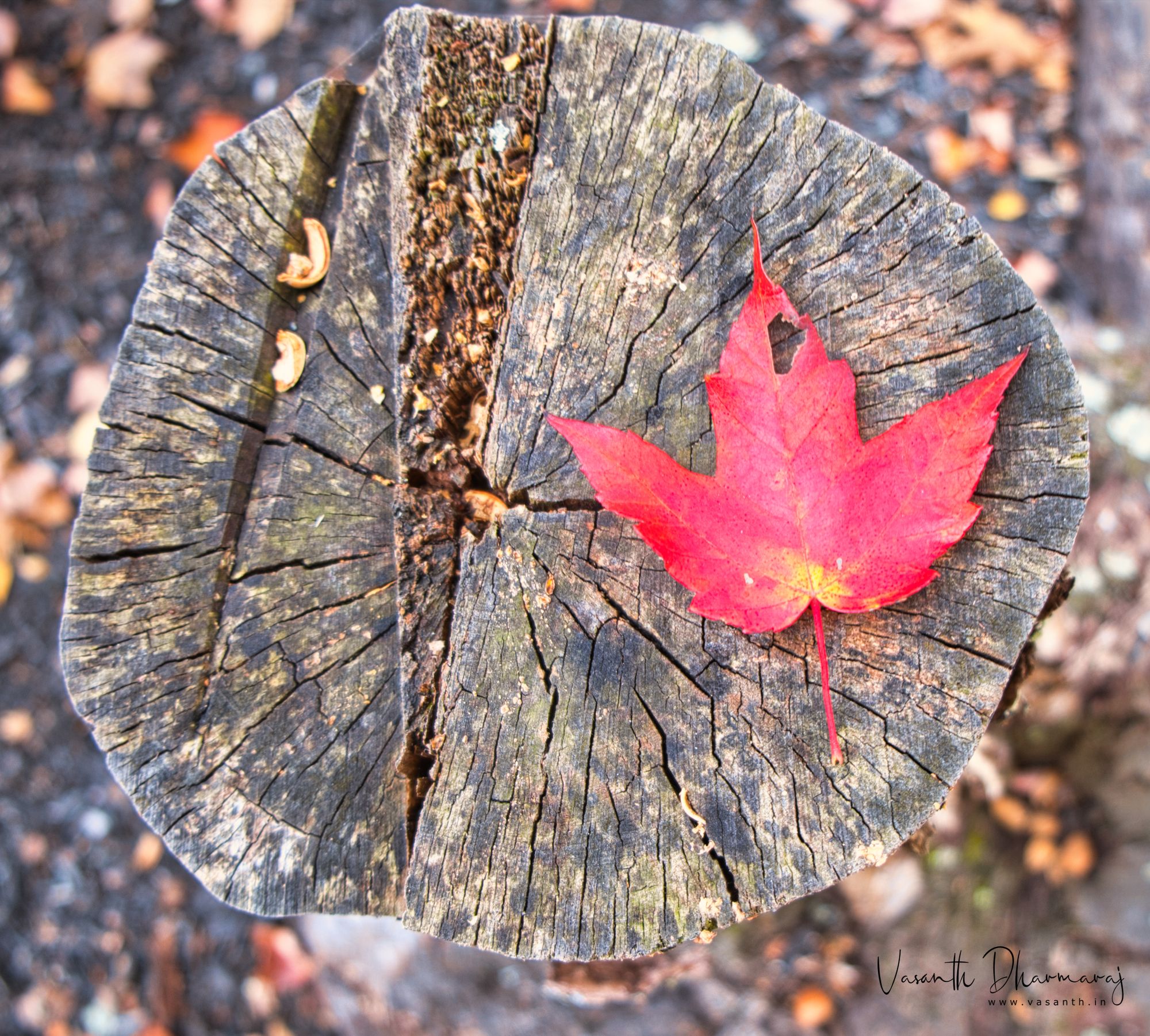 Red leaf 🌿