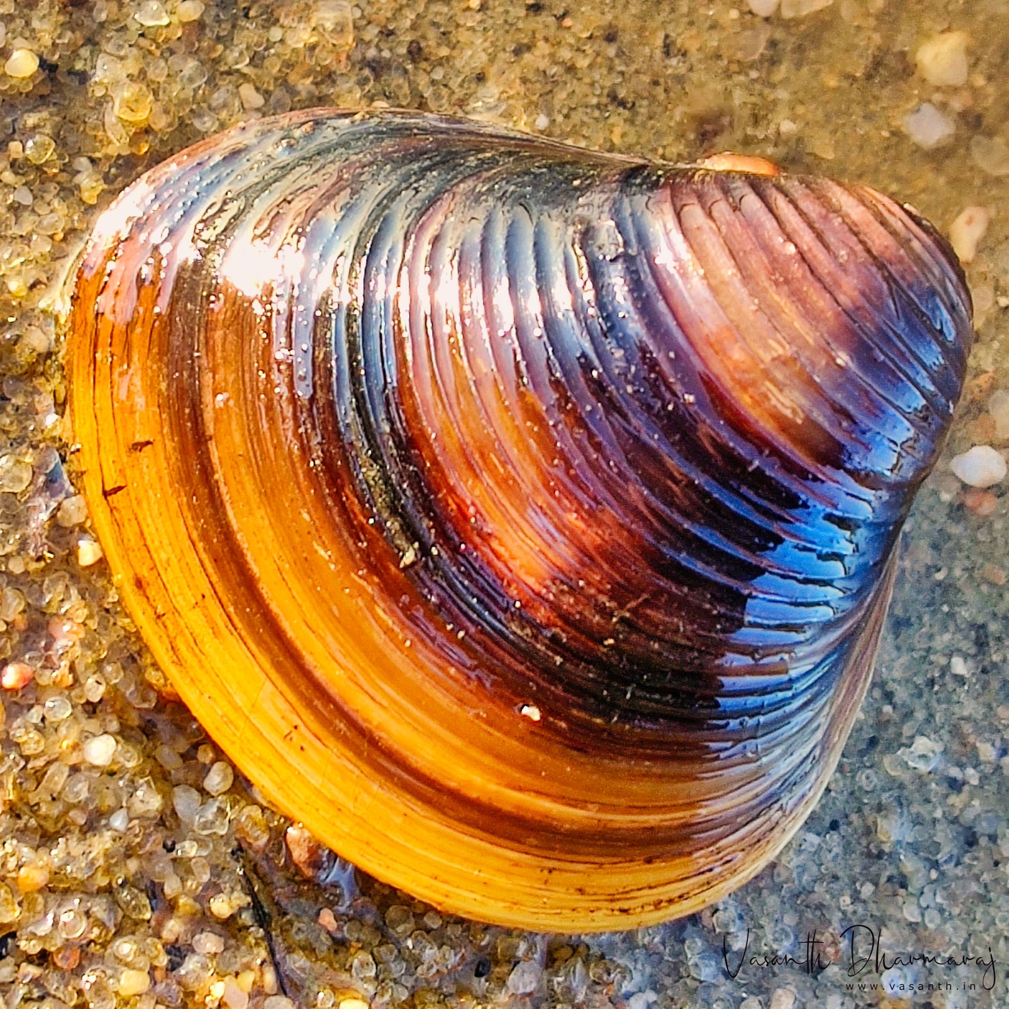Lake shell