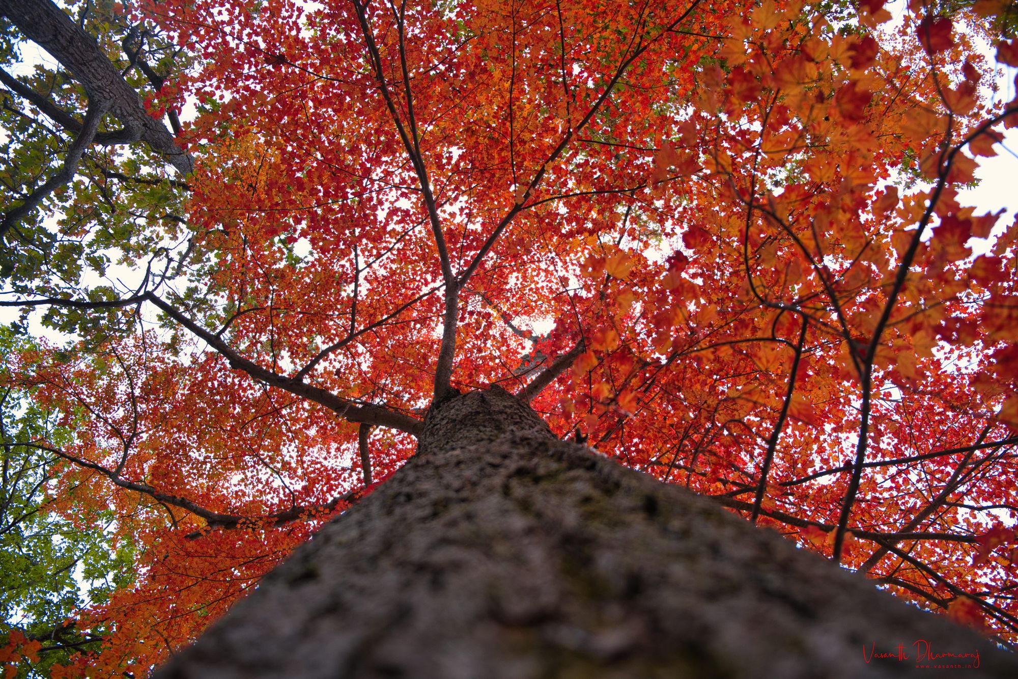 Fall colors