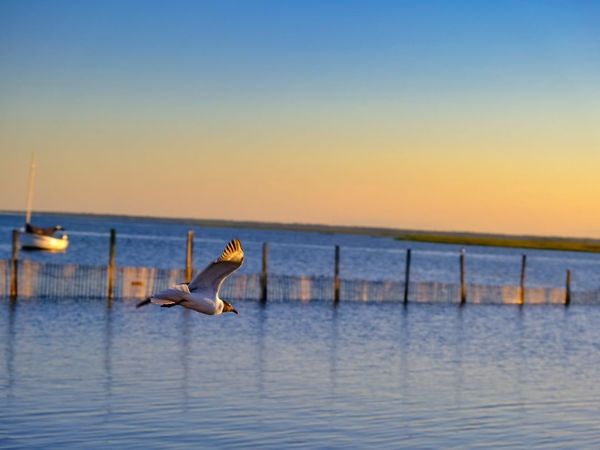 Bird flying into the sunset