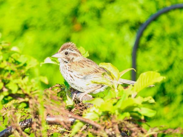 Spiky Bird