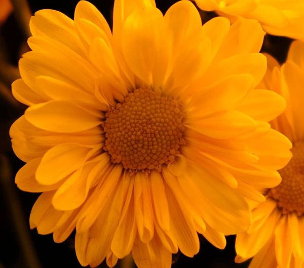 Flowers in a vase